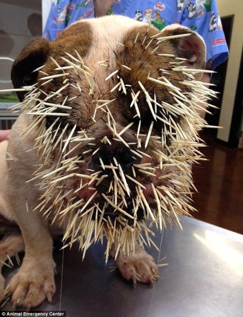porcupine-victim