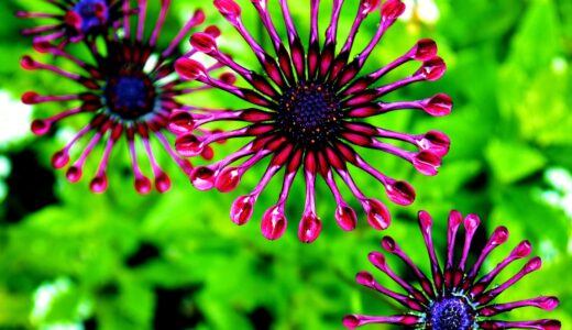 花火みたいな花10選！赤や紫など珍しくて美しい花を紹介