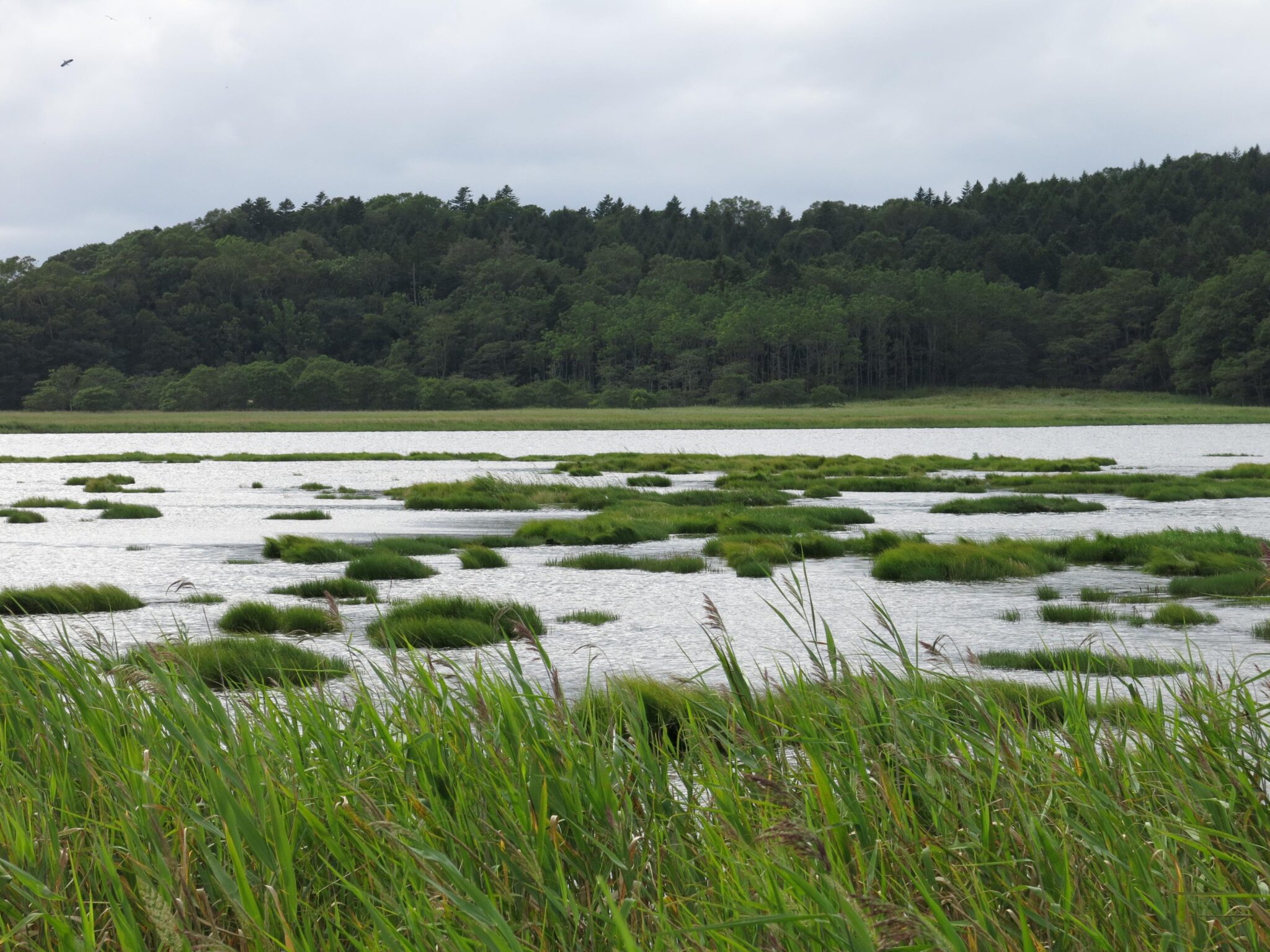 思い出のマーニーの舞台は北海道「釧路湿地」「藻散布沼」だった！ 